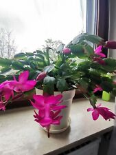 Schlumbergera weihnachtskaktus gebraucht kaufen  Bremen