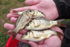 Mirror carp buy for sale  MANSFIELD