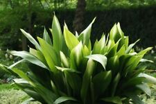 Plant aspidistra elatior for sale  Shipping to Ireland