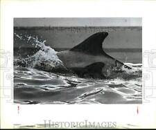 1989 Press Photo golfinho e bezerro no Sea World - sax31572 comprar usado  Enviando para Brazil