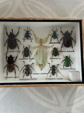 Insect specimen small for sale  SOUTHAM
