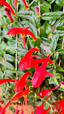 Goldfish flower columnea for sale  San Leandro