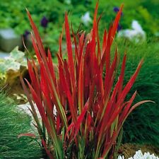 3 x Imperata Red Baron Japanese Blood Grass Garden Plants in Pots 20cm Tall for sale  MANCHESTER
