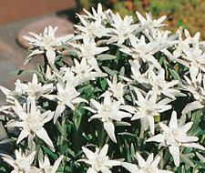 Edelweiss leonopodium alpinum for sale  UK