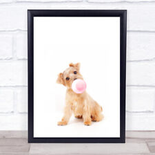 Dog norfolk terrier for sale  UK