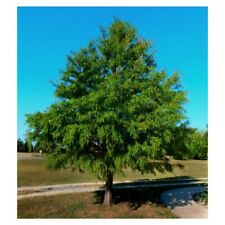 Bald cypress trees for sale  Mcminnville