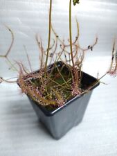 Drosera Binata T-form Seeds - 50 Fresh Harvested 2023 (carnivorous plants), used for sale  Shipping to South Africa