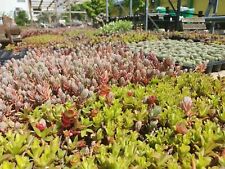Dachbegrünung sedumpflanzen d gebraucht kaufen  Altenglan-Umland