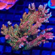 Signature frags lady for sale  OLDHAM