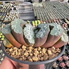 8cm succulent live for sale  Shipping to Ireland