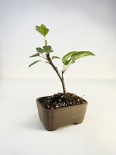 Zierapfel bonsai shohin gebraucht kaufen  Halle