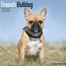 Calendrier 2020 bouledogue d'occasion  Troyes