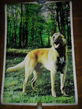 Chien malinois poster d'occasion  Rosny-sous-Bois