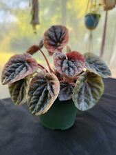 Peperomia abricos cutting for sale  Callahan