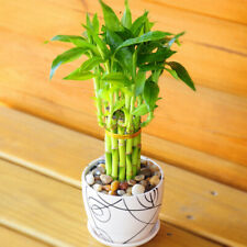 Lucky bamboo plant for sale  Ontario