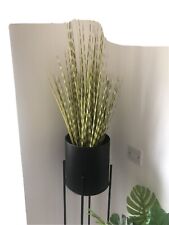 Zebra grass plant for sale  ENNISKILLEN