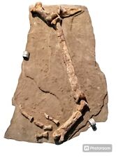 fósiles de dinosaurios prehistóricos segunda mano  Embacar hacia Argentina