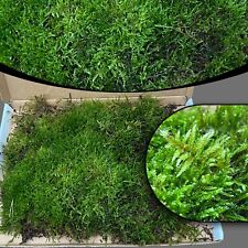 Live carpet moss for sale  LEIGH