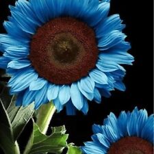 Blue sunflower seeds for sale  Houma