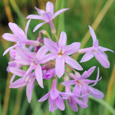 Tulbaghia silver lace for sale  UK