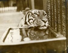 Tiger london zoo d'occasion  Villefranche-de-Lauragais