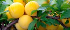 Mirabelles lorraine plum for sale  Shipping to Ireland