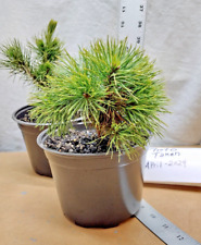 Bristlecone pine tree for sale  La Grande