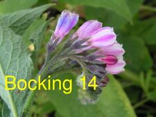 Russian comfrey live for sale  Sedro Woolley