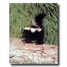 Baby skunk standing for sale  Springdale