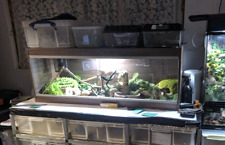 Vivexotic wooden vivarium for sale  BASINGSTOKE