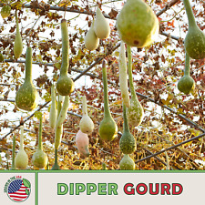 Dipper gourd seeds for sale  Venice