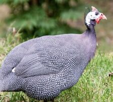 Guinea fowl hatching for sale  HOLT