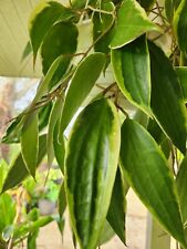 Hoya latifolia macrophylla for sale  Palm Bay