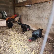 Hatching eggs chicken. for sale  Princeton