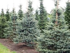 Blaufichte picea pungens gebraucht kaufen  Lauenburg/ Elbe