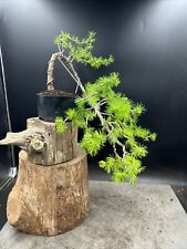 large bonsai tree for sale  BROUGH