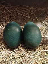 Two emu eggs for sale  Baxter