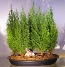 Italian cypress bonsai for sale  Russell