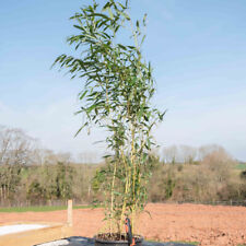 Phyllostachys bisset bamboo for sale  IPSWICH