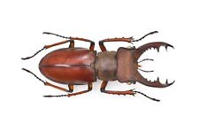 LUCANIDAE Lucanus pulchellus 40mm From Vietnam for sale  Shipping to South Africa
