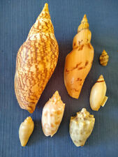 7 Specimen Voluta Sea Shells Fulgoraria mentiens, Ericusa sowerbyi, Amoria grayi for sale  Shipping to South Africa