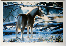 Pferde postkarte harenberg gebraucht kaufen  Langen