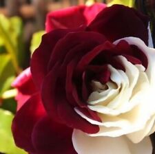 Rosa bicolore rosso usato  Vercelli