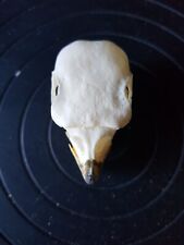 Large parrot skull for sale  NEWCASTLE