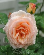 Rain peach rose for sale  Bradenton