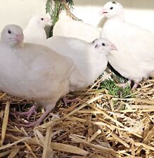 Jumbo white quail for sale  UK