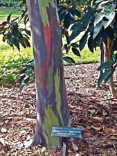 Eucalyptus deglupta rainbow d'occasion  Expédié en Belgium