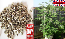 Moringa Oleifera "Drumstick tree" | 30+ seeds | Untreated | Same Day Dispatch for sale  Shipping to South Africa