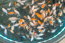 Oranda goldfish live for sale  Morrisville