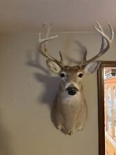 Whitetail deer shoulder for sale  Rogersville